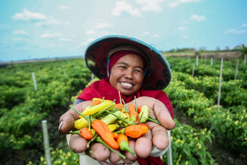 Ilustrasi petani (Foto: Dok. Humas BRI)
