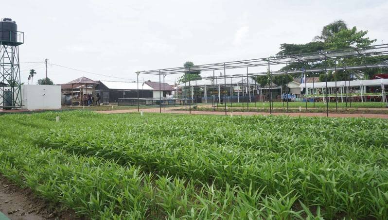 Salah satu lahan sawah rawa yang dapat dioptimalkan, Jumat (22/11/2024). (Foto: Humas Pemprov Sumsel)