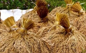 Hingga November 2024, Produksi Gabah Kering di Banyuasin Sebesar 958.342 Ton