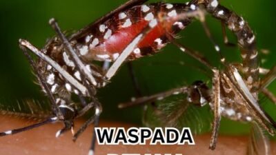 Ilustrasi nyamuk DBD