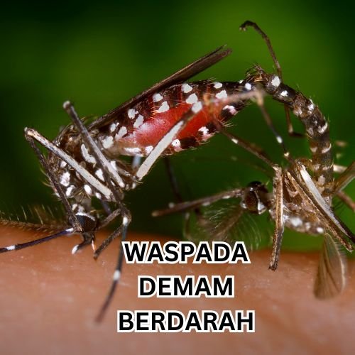Ilustrasi nyamuk DBD