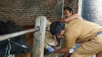 Kewaspadaan PMK Pada Ternak, Pemkot Yogyakarta Lakukan Hal Ini 