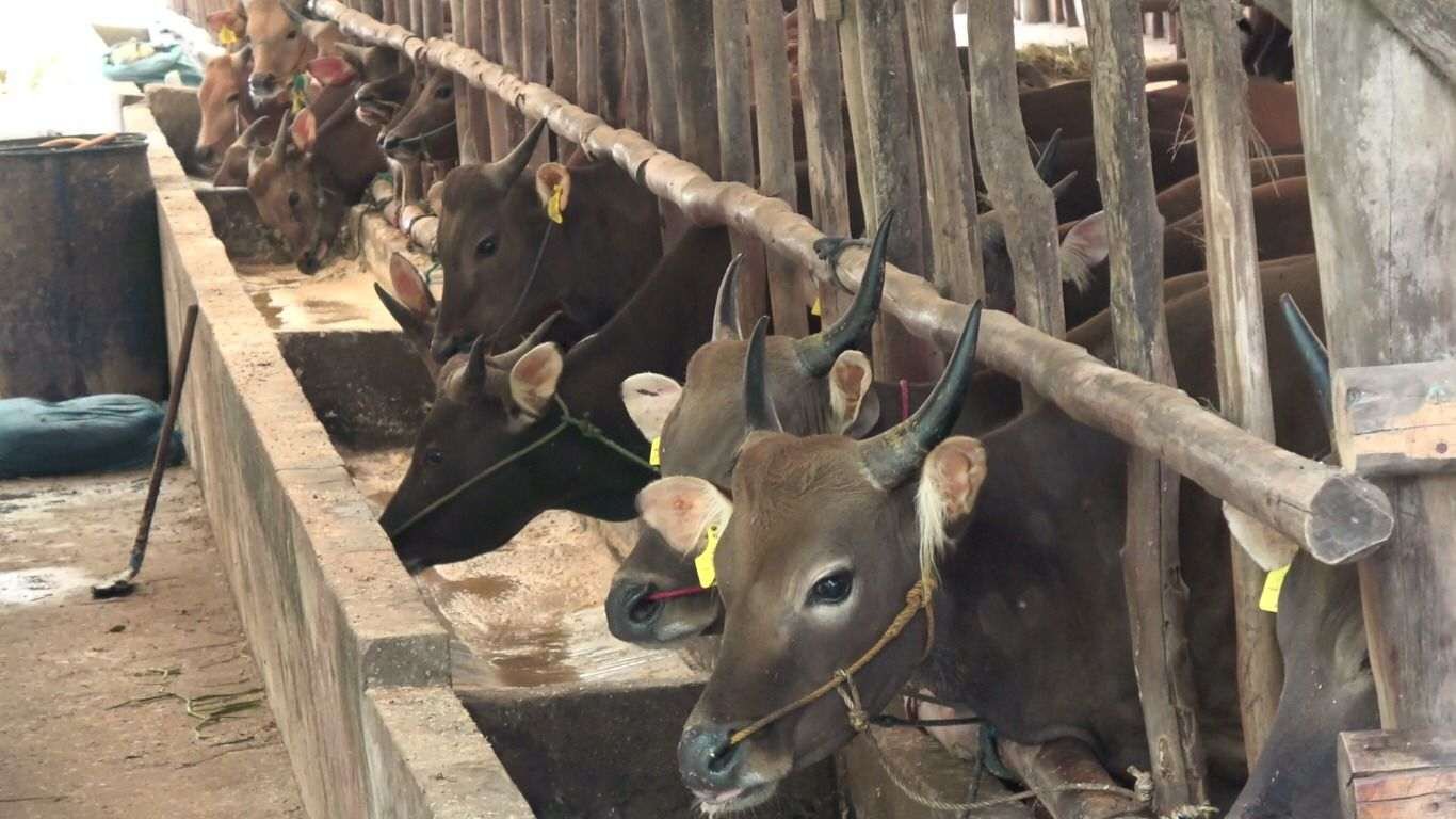 Sejumlah sapi bali milik salah satu peternak di Palembang.