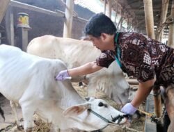 Cegah PMK, Pemerintah Yogyakarta Siapkan Vaksinasi Untuk 50 Dosis