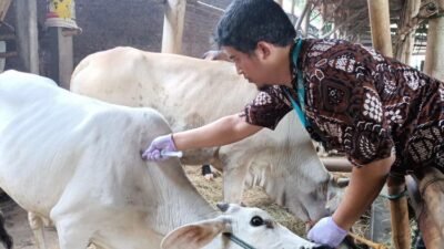 Ilustrasi petugas yang melakukan vaksin ternak Sapi. (Foto : Pemkot Yogya)