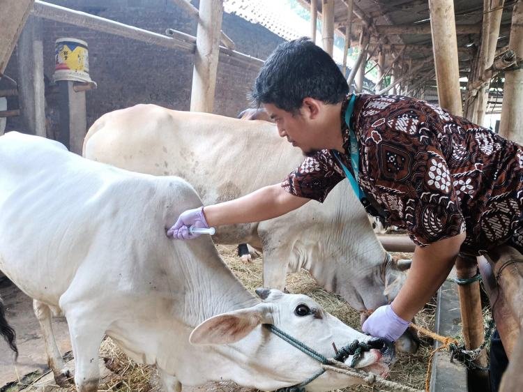 Ilustrasi petugas yang melakukan vaksin ternak Sapi. (Foto : Pemkot Yogya)