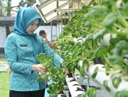 Pj Ketua TP PKK Optimalkan Hasil Panen Sayur Hidroponik Di Kebun PKK