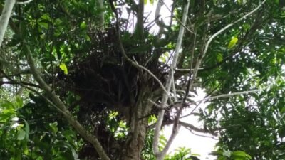 Seorang warga Kelurahan Karang Dalo, Kota Pagar Alam, menemukan sarang beruang di kebunnya. Meski terlihat jejak cakaran, sarang itu diduga sudah lama ditinggalkan.