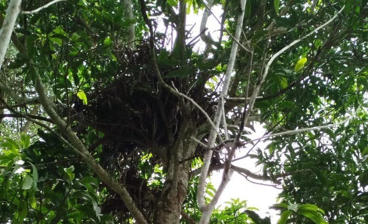 Seorang warga Kelurahan Karang Dalo, Kota Pagar Alam, menemukan sarang beruang di kebunnya. Meski terlihat jejak cakaran, sarang itu diduga sudah lama ditinggalkan.