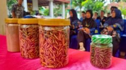Kembangkan Budidaya Maggot, Bukit Asam (PTBA) Dorong Transformasi Desa Tanjung Agung