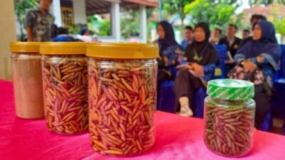 Kembangkan Budidaya Maggot, Bukit Asam (PTBA) Dorong Transformasi Desa Tanjung Agung