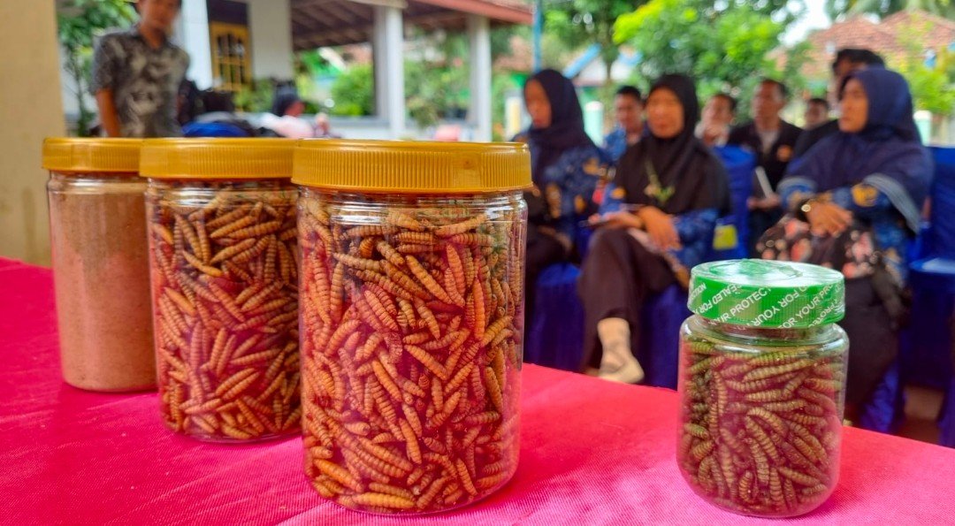 Kembangkan Budidaya Maggot, Bukit Asam (PTBA) Dorong Transformasi Desa Tanjung Agung
