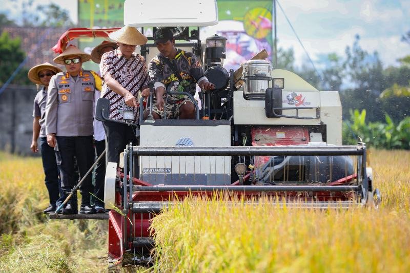 Wabup Danang Maharsa menggelar panen raya padi pada Senin (7/4/2025) di Bulak Japanan, Margodadi, Seyegan. (Foto : Faqih)