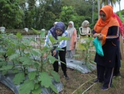 Ketua PKK Asahan Panen Hasil Pemanfaatan Lahan di 2 Lokasi Hatinya PKK