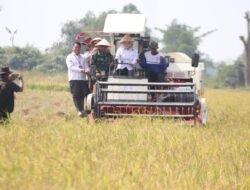 Terus Galakkan Swasembada Pangan Di Banyuasin, Wabup Netta Panen Raya Padi Di Upang Jaya