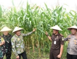 Benih Harapan dari Sidoarjo: 300 Ton untuk Swasembada Pangan