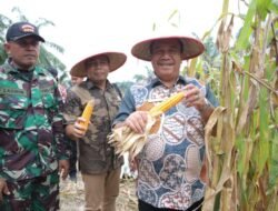 Ikuti Panen Raya Jagung Serentak yang Dipimpin Presiden RI