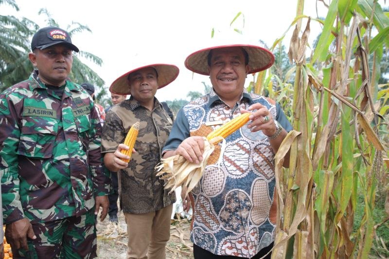 Bupati Asahan, Taufik Zainal Abidin Siregar, mengikuti kegiatan Panen Raya Jagung Serentak