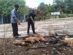 Pemdes Sungai Baung Musnahkan Anjing Liar