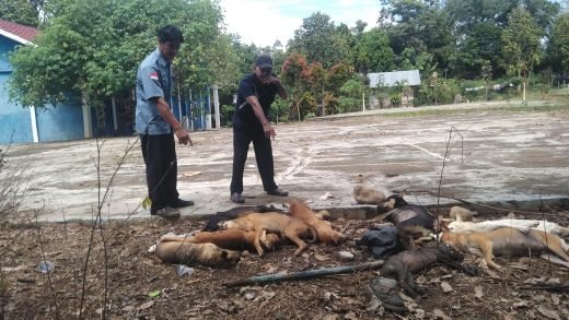 Pemdes Sungai Baung Musnahkan Anjing Liar