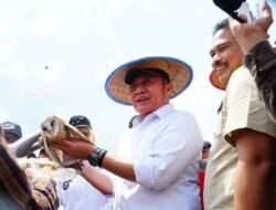 Provinsi Sumsel Kian Mandiri Pangan, Panen IP 200 Banyuasin Tembus 8 Ton per Hektar