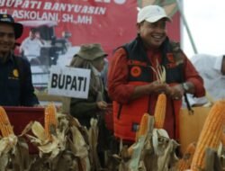 Bupati Banyuasin: “Alhamdulillah Panen JagungAir Salek Meningkat Tinggi Diluar Target”
