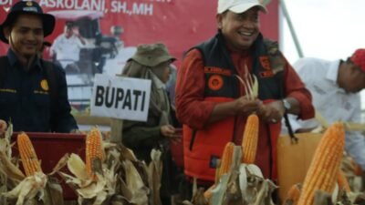 Panen Raya Jagung digelar di Desa Air Solok Batu, Kecamatan Air Salek bersama Bupati Banyuasin, Dr. H. Askolani, Rabu (20/08/2025).