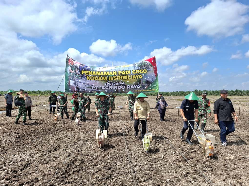 Pemerintah Kabupaten Banyuasin dan Kodam II/Sriwijaya bersama PT. Agrindo Raya terus memaksimalkan serta memanfaatkan lahan untuk meningkatkan produksi padi dengan menanam Padi Gogo di lahan Perkebunan PT. Agrindo Raya.