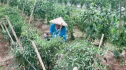 Petani Cabe Saat Melakukan Penopang Batang Cabe Agar Tidak Patah