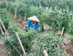 Keluhkan Serangan Berbagai Penyakit, Petani Cabai Butuh Dukungan