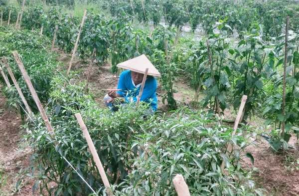 Petani Cabe Saat Melakukan Penopang Batang Cabe Agar Tidak Patah