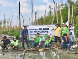 PTBA Bergerak Menghijaukan Pesisir Lampung, Tanam 10.000 Mangrove di Lampung Timur