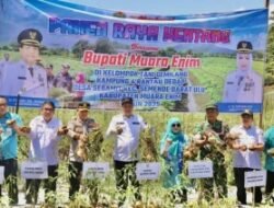 Bupati Edison : Produksi Kentang Varietas Granola Tembus 384 Ton