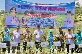 panen raya kentang di Dusun IV Karya Tani, Desa Segamit, Kecamatan Semende Darat Ulu (SDU), Rabu (24/9).
