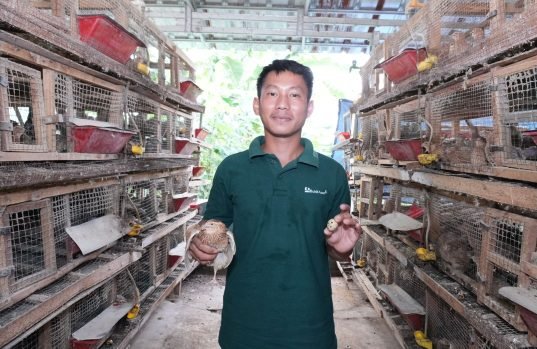 Lewat Program Desa Impian, Puyuh Jadi Jalan Keluar Penambang Ilegal