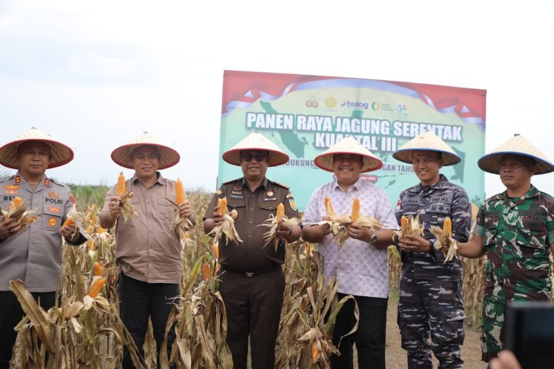Panen Raya Jagung di Asahan