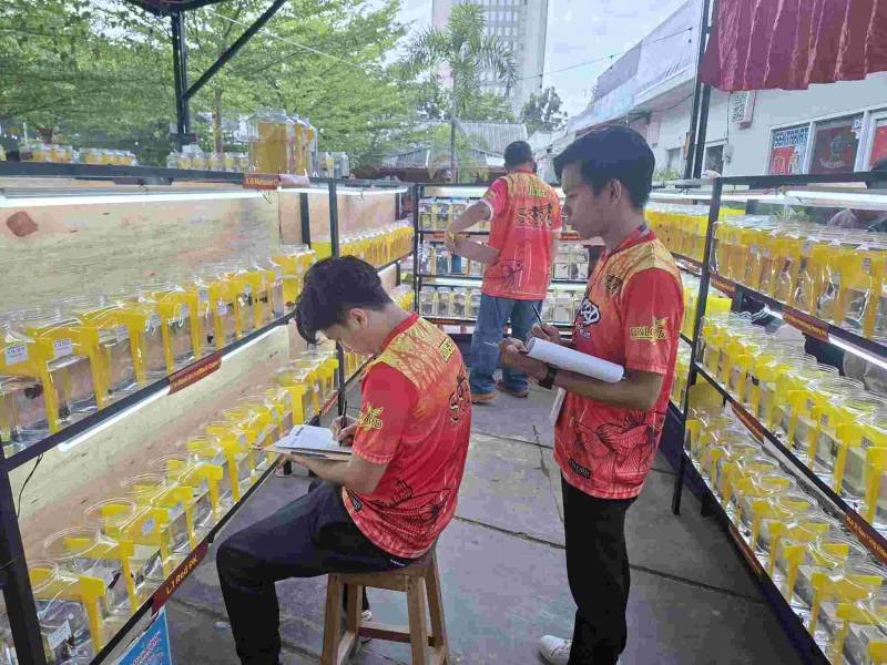 kompetisi Swijaya Spirit Betta Contes 2025 yang di selenggarakan Komunitas Ikan Cupang Palembang