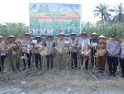 Panen Raya Jagung di Tinggi Raja: Pemerintah Teguhkan Komitmen Kemandirian Pangan Daerah