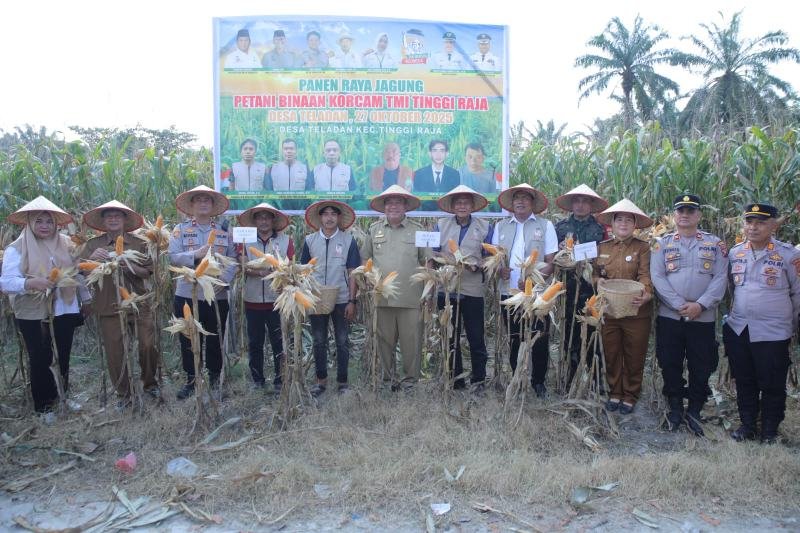 Panen Raya Jagung di Tinggi Raja: Pemerintah Teguhkan Komitmen Kemandirian Pangan Daerah