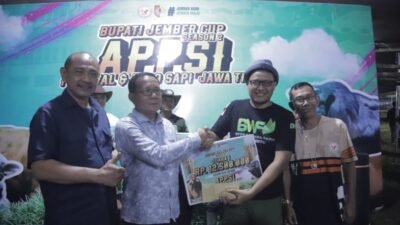 Sapi Sapu Jagat Raih Juara Festival Sapi Jember, Sapi Terberat Ketiga di Dunia
