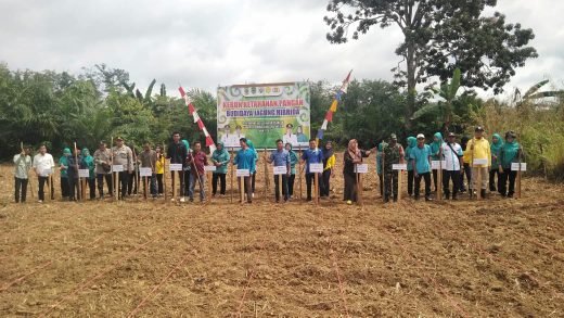 Pemerintah Desa Simpang Tais Kecamatan Talang ubi Kabupaten Penukal Abab Lematang Ilir (PALI) Mengelar Kebun Ketahanan Pangan