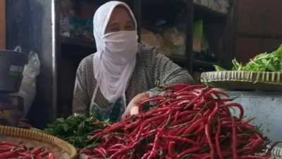 Ilustrasi cabai merah keriting.