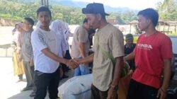 Habis Beras, Warga Marpunge Hanya Makan Pisang Ubi Pepaya