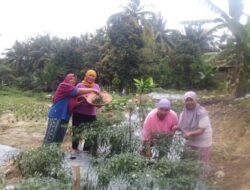 EcoGrow Mom PTBA, Wujud Nyata Pemberdayaan Perempuan Berbasis Urban Farming di Tanjung Karangan