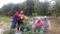 EcoGrow Mom PTBA, Wujud Nyata Pemberdayaan Perempuan Berbasis Urban Farming di Tanjung Karangan
