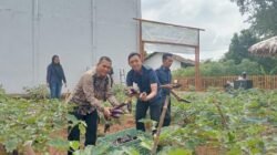 Panen Terong SAE Rutan Kelas I Palembang, Bukti Nyata Pembinaan Kemandirian Warga Binaan