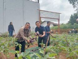 Panen Terong SAE Rutan Kelas I Palembang, Bukti Nyata Pembinaan Kemandirian Warga Binaan
