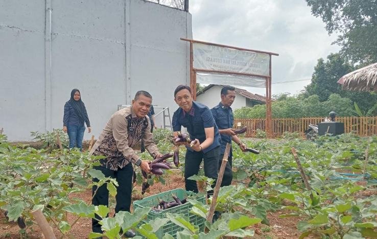 Panen Terong SAE Rutan Kelas I Palembang, Bukti Nyata Pembinaan Kemandirian Warga Binaan
