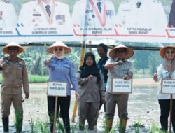 Banyuasin Optimis Capai Targetkan 1 Juta Ton Lebih Hasil Tanam Padi Tahun 2026