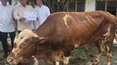 Salurkan 800 Kantong Daging Kurban, Ketua DPRD Sumsel Andie Dinialdie: Ini Bentuk Kepedulian Golkar Bagi Masyarakat